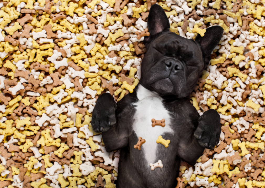 10 countries where US pet food comes from
